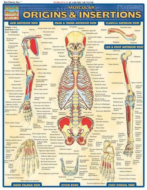 muscular anatomy chart|muscle origin and insertion chart.